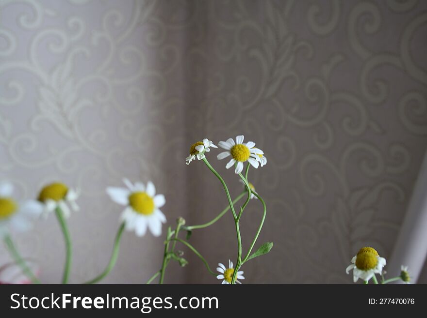 Live Daisies Indoors,at The Stage Of Wilting.