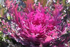 Decorative Cabbage Stock Photo Decorative Cabbage Stock Photo