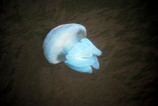 Blue Jelly Fish Swimming Stock Image Blue Jelly Fish Swimming Stock Image