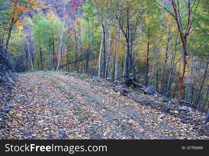 The autumnal scenery of mountain road. The autumnal scenery of mountain road