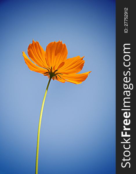 Cosmos flower against blue sky background