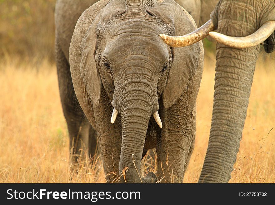 Baby elephant and mom in kenya