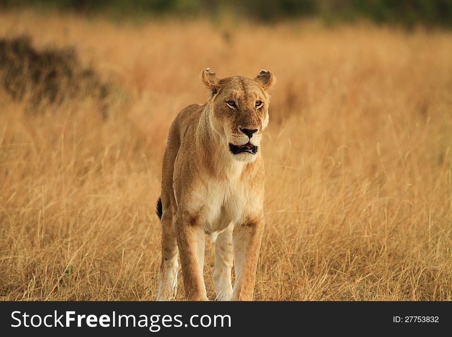 Female Lion in wild of Kenya