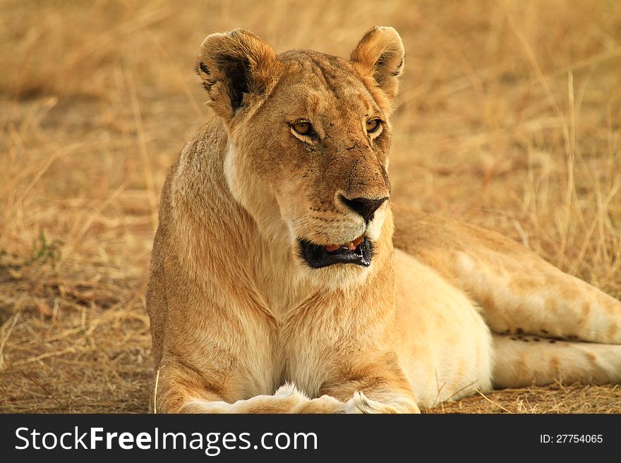 Lion on grassland in kenya. Lion on grassland in kenya