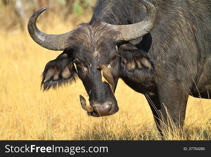 Oxpecker and buffalo in kenya