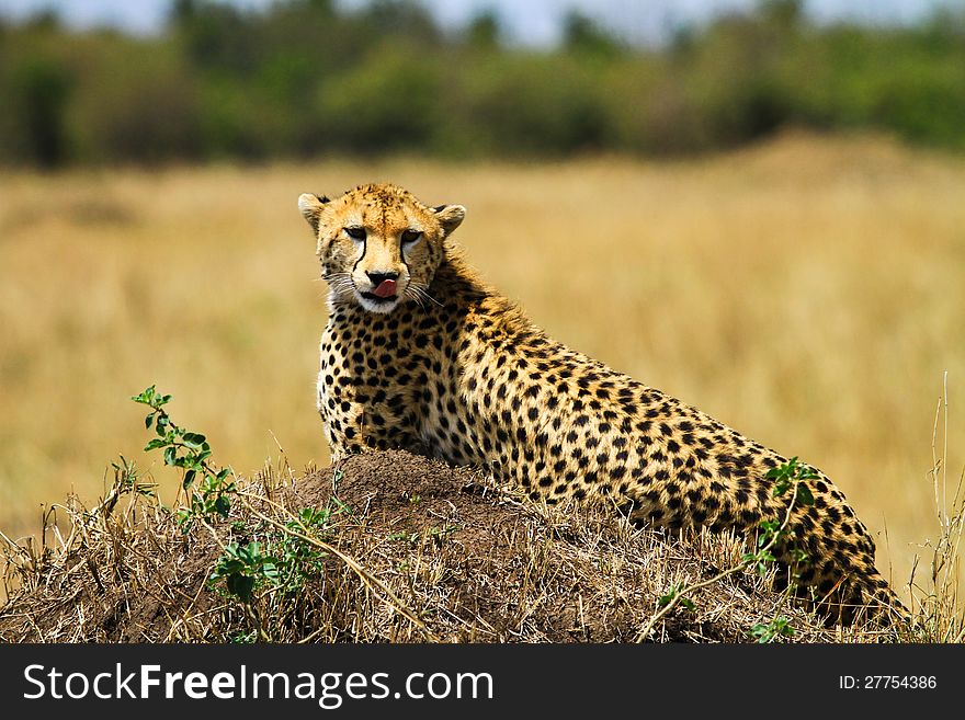 Cheetah on mound in Kenya