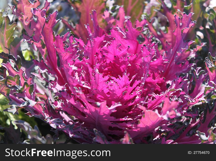 Decorative Cabbage