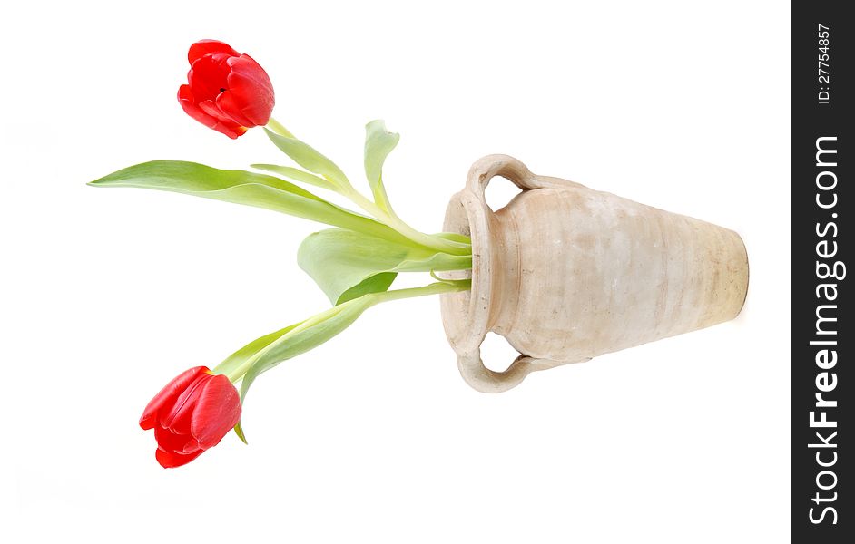 Two red tulips with vase on white