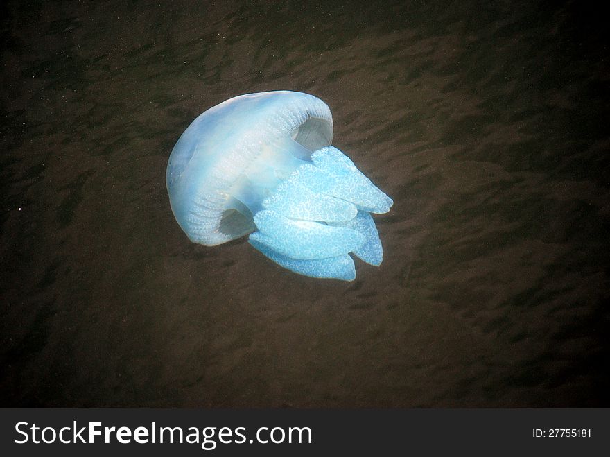 Blue jelly fish swimming