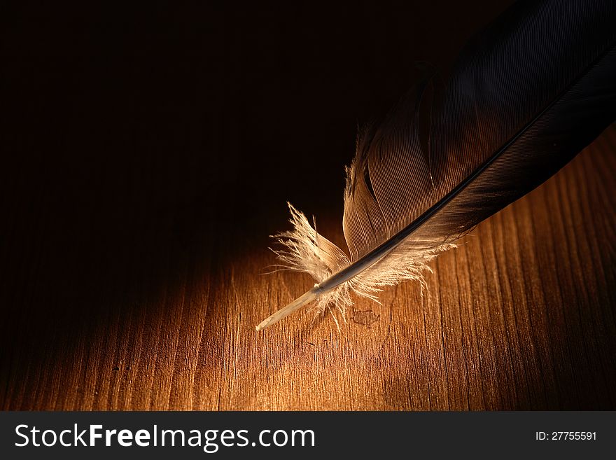 Feather on dark background under beam of light