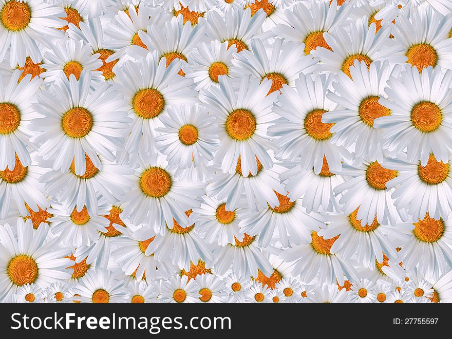 Background made from lot of beautiful daisy flowers. Background made from lot of beautiful daisy flowers