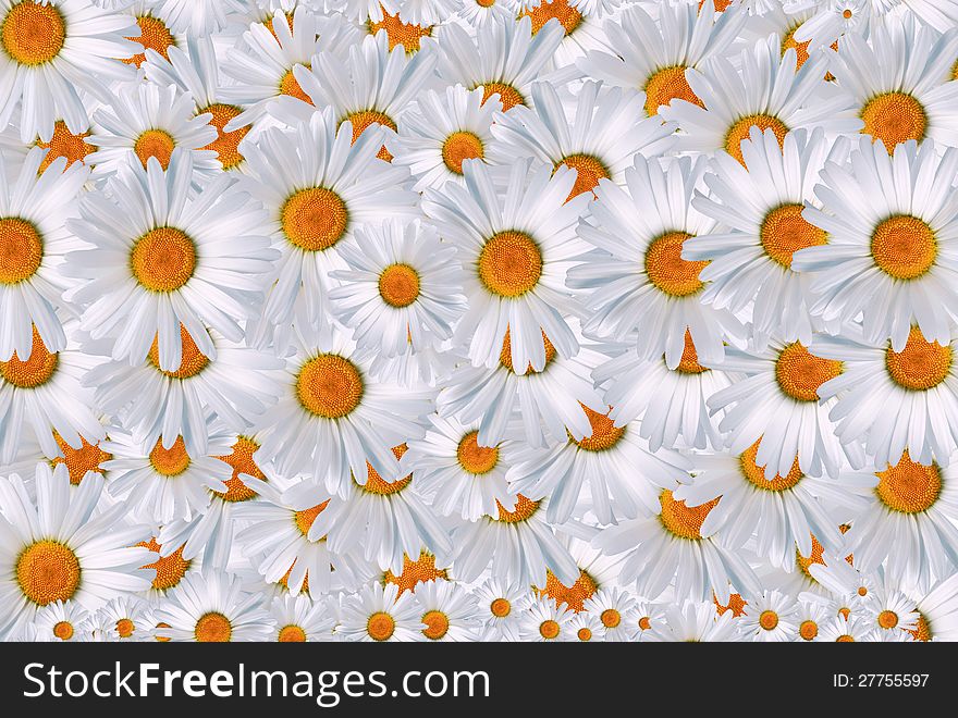 Daisy Background