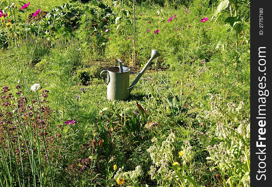 Old watering can in the vegetable garden