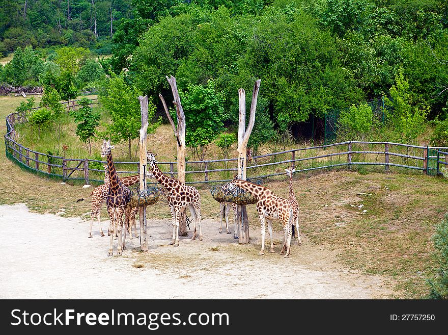 Feeding time for giraffes in Prague Zoo, Czech Republic. Feeding time for giraffes in Prague Zoo, Czech Republic