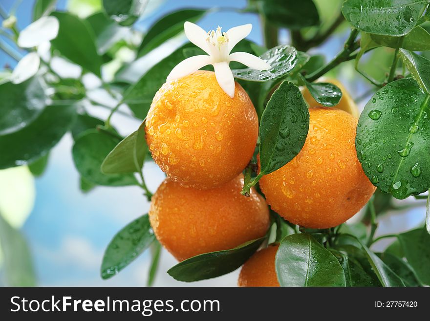 Ripe Tangerines On A Tree Branch.