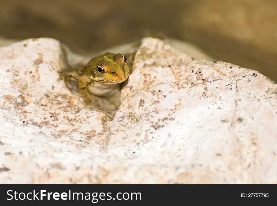 Young Pelophylax ridibundus in a water pond