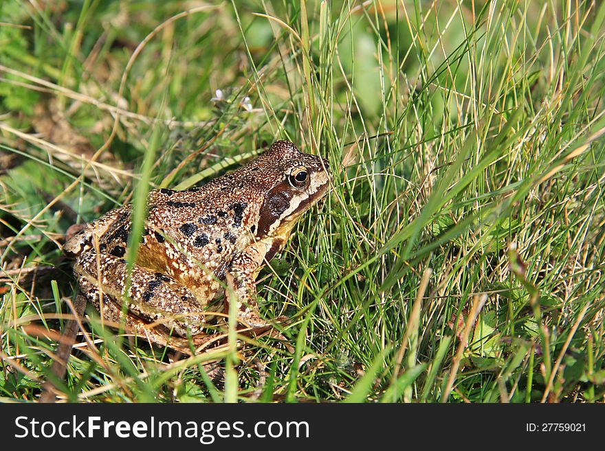 A frog close up . The amphibian is sitting in the grass. A frog close up . The amphibian is sitting in the grass