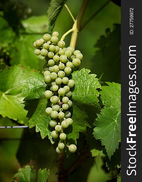 Green grapes on plant in vineyard