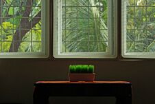 Green Grass On Table With Window Light Royalty Free Stock Photo