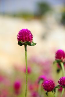 Red Clover Stock Image