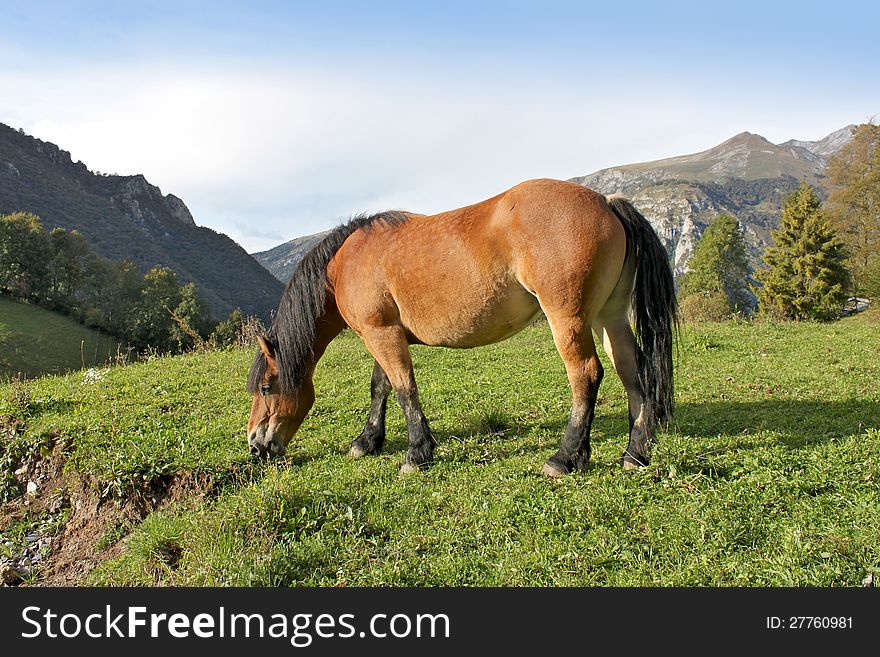 Horse grazing in a mountain landscape
