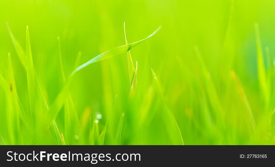 Close up of fresh green grass