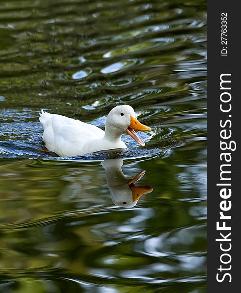 White duck reflected in the lake