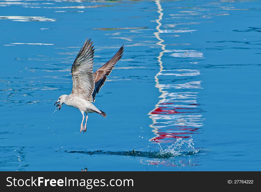 Seagull just after catching a fish, action, air, beautiful, beauty, bird, blue, close, coast, design, flight, fly, flying, free, freedom, liberty, nature, ocean, peace, power, success, water, white, wild, wildlife, wind, wing. Seagull just after catching a fish, action, air, beautiful, beauty, bird, blue, close, coast, design, flight, fly, flying, free, freedom, liberty, nature, ocean, peace, power, success, water, white, wild, wildlife, wind, wing