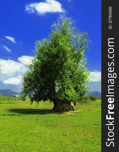 Roadside tree. Laos.