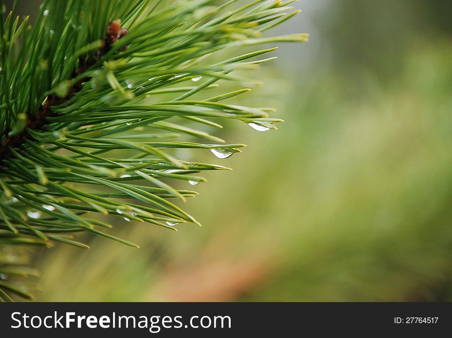 Rain drops on a branch of Crimean pine on a green