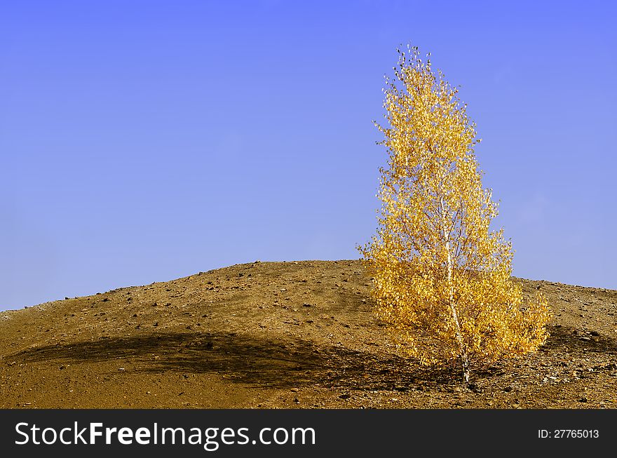 Solitary birch tree in autumn color