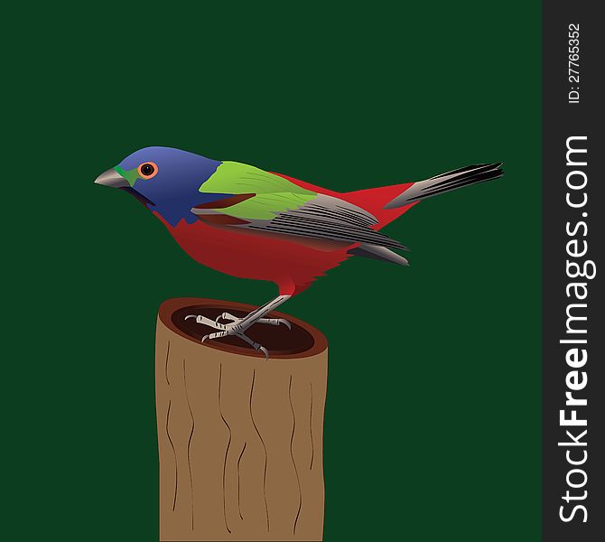 Painted Bunting