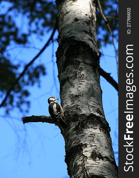 Woodpecker on a birch tree in quest of flivelihood. Woodpecker on a birch tree in quest of flivelihood