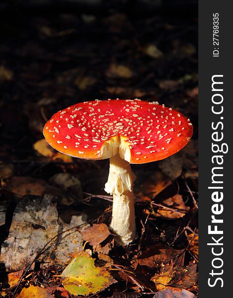 A fly agaric growing in the summer wood. Rural. A fly agaric growing in the summer wood. Rural.