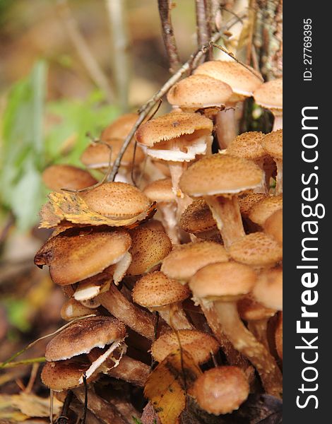 Honey agarics growing in the autumn wood. Rural. Honey agarics growing in the autumn wood. Rural.