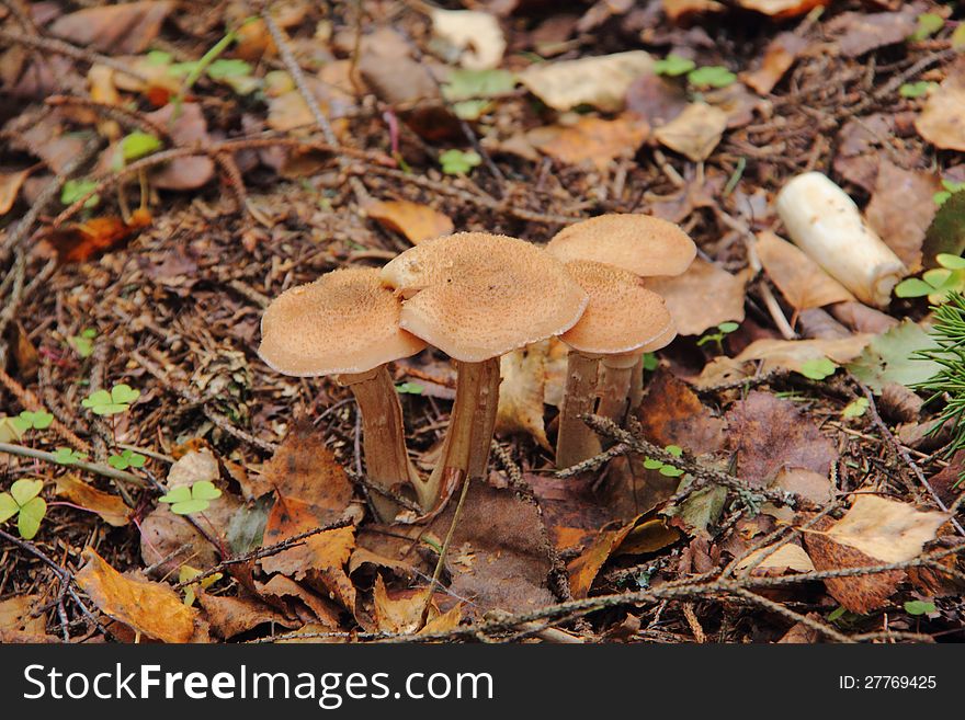 Honey agarics growing in the autumn wood. Rural. Honey agarics growing in the autumn wood. Rural.