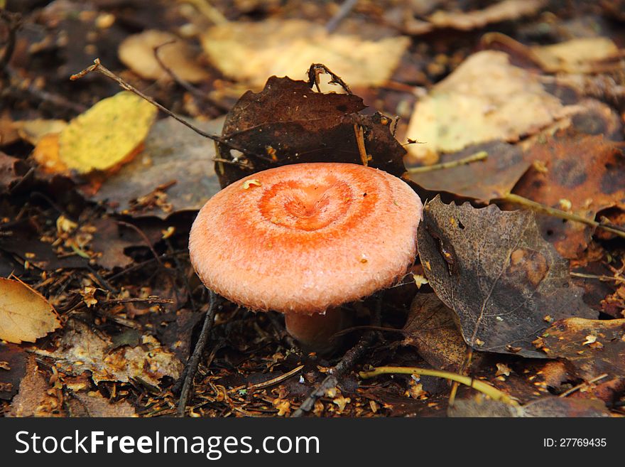 A coral milky cap growing in the autumn wood. Rural. A coral milky cap growing in the autumn wood. Rural.