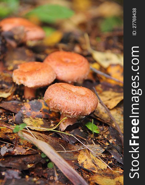 A coral milky cap growing in the autumn wood. Rural. A coral milky cap growing in the autumn wood. Rural.