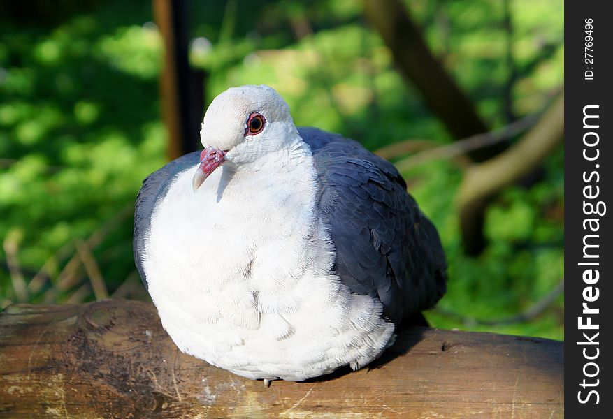 White-Headed Pigeon sitting on wood