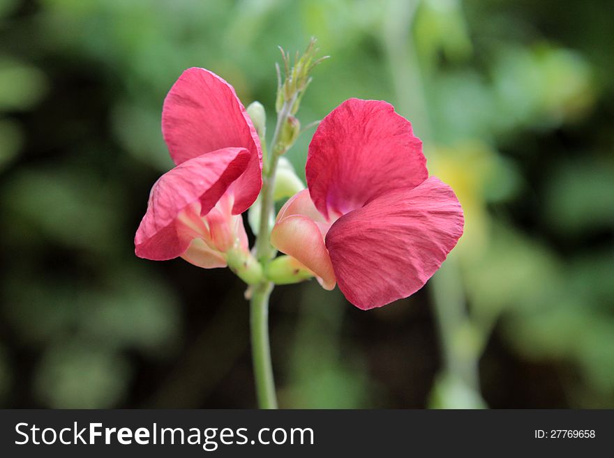 Closeup of red grass flower