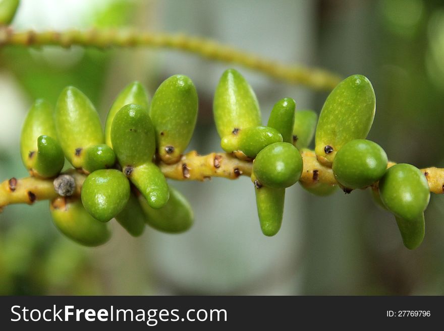 Palm Fruit