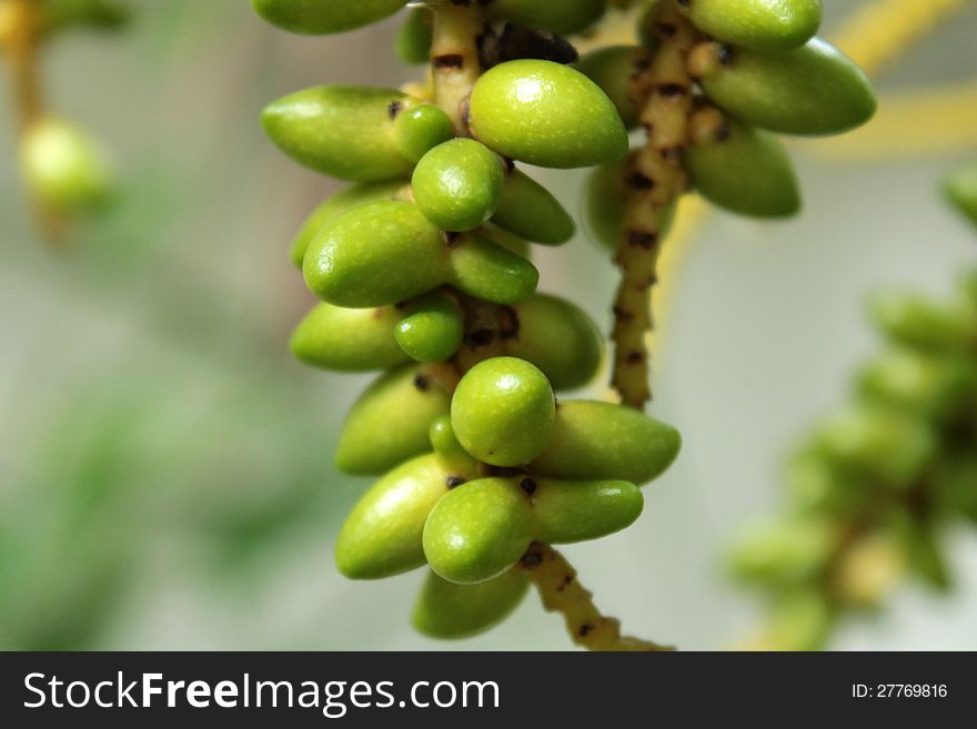 Fresh green macarthur palm fruit. Fresh green macarthur palm fruit