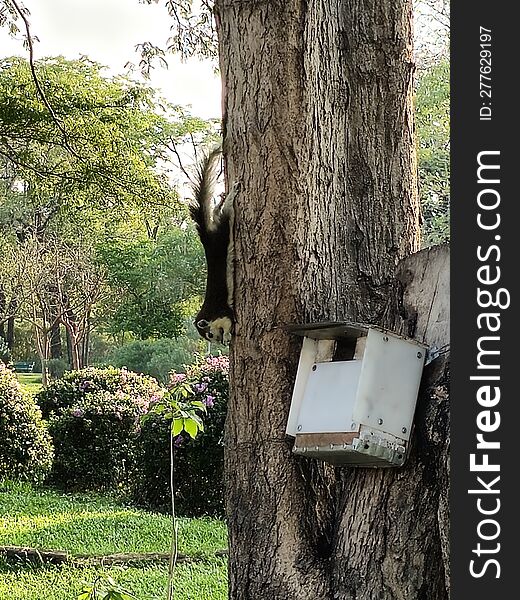 A cute squirrel at Wachirabenjatas Park in Bangkok, Thailand.