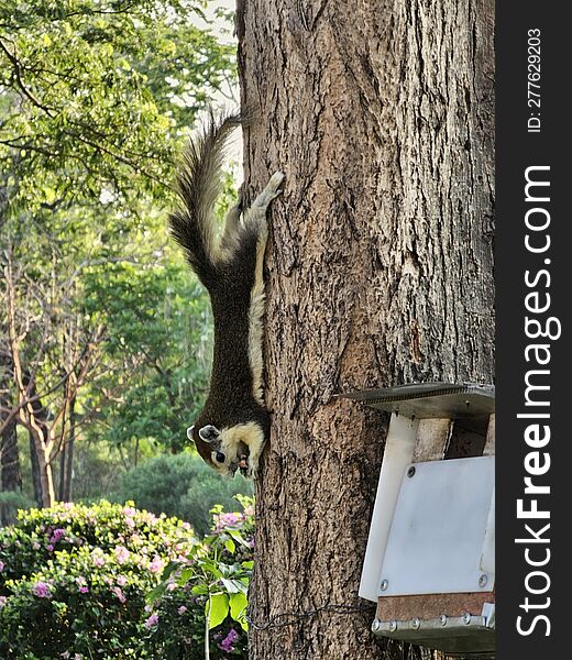 A Cute Squirrel At Wachirabenjatas Park In Bangkok, Thailand.