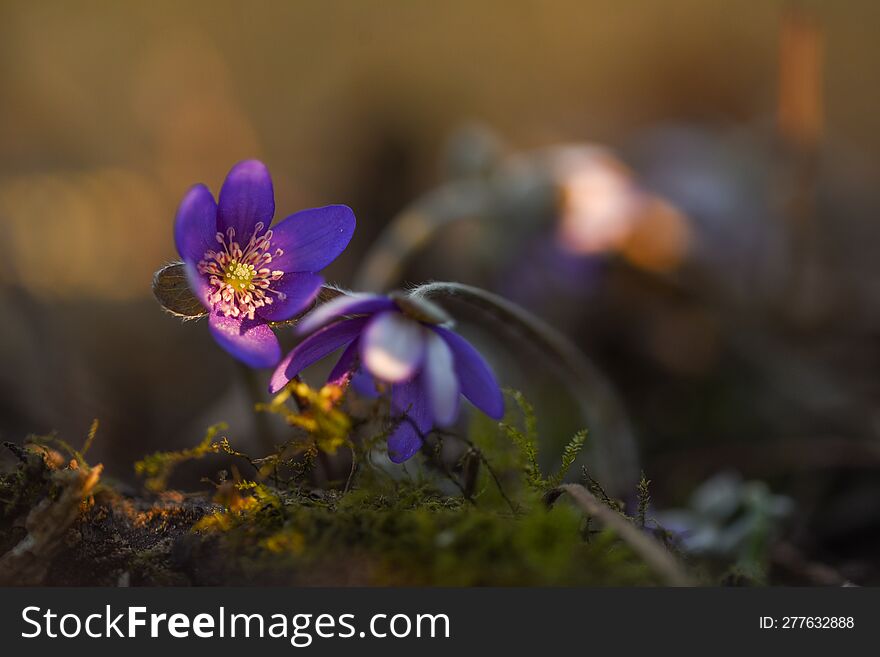 Hepatica In The Forest At Sunrise.