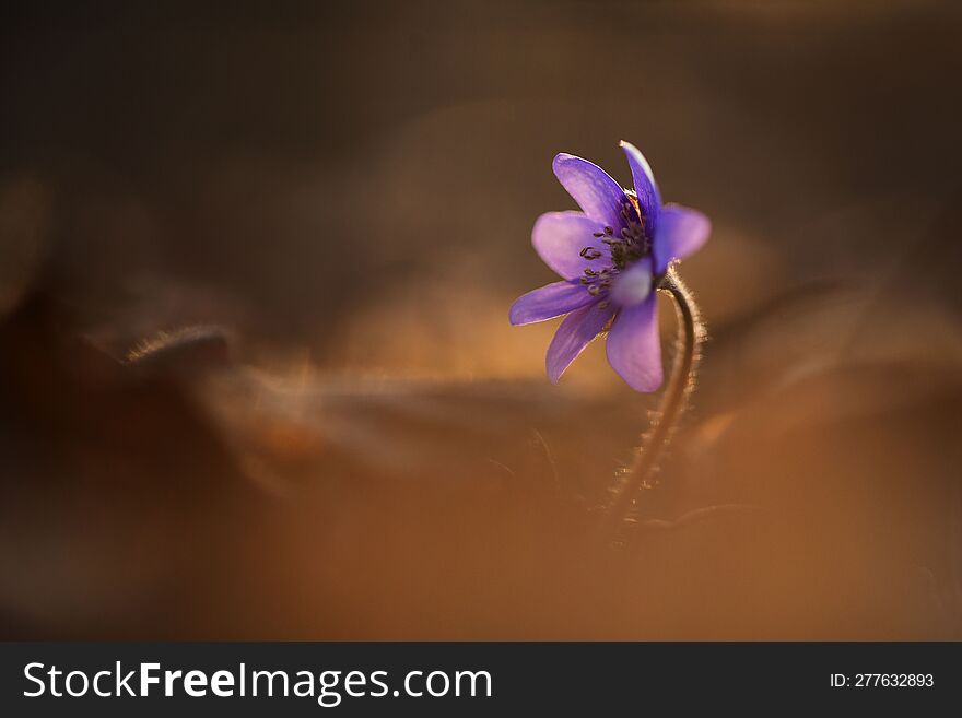 Hepatica in the forest at sunrise.