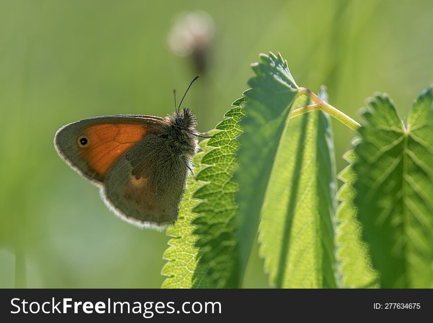 A butterfly on a leaf, May afternoon