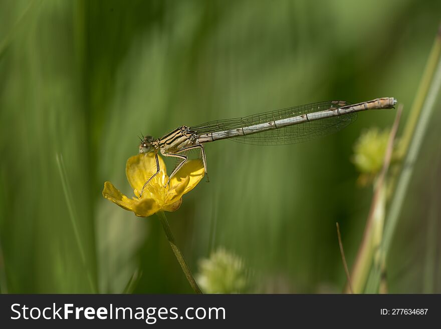 Dragonfly On A Yellow Flower In The Meadow