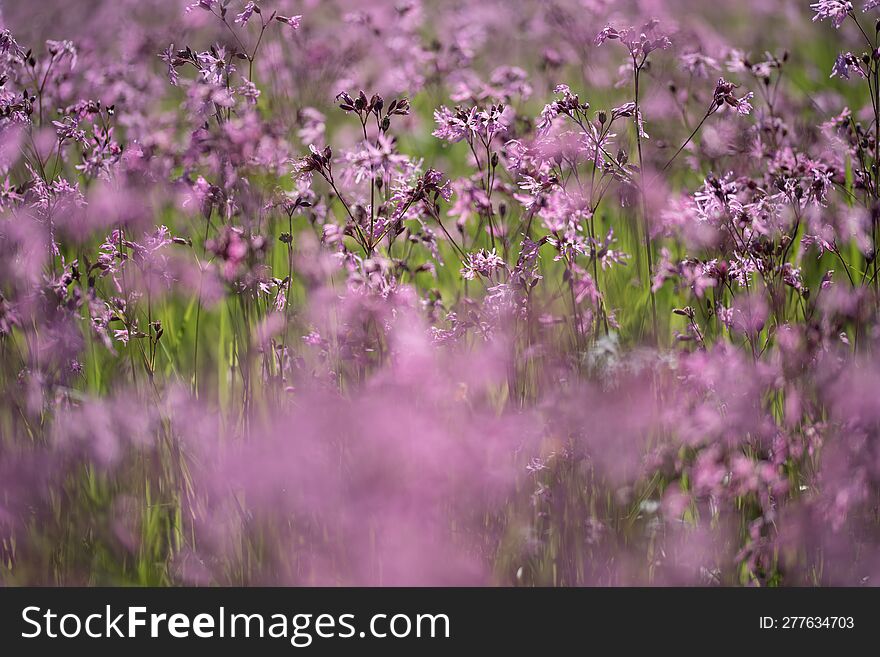 Firletka flowers, purple in the meadow