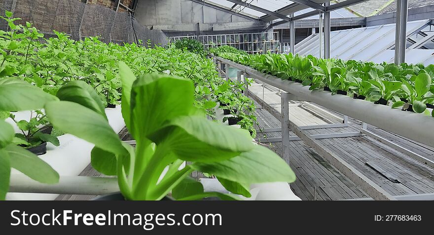 urban farming plant with aquaponik method